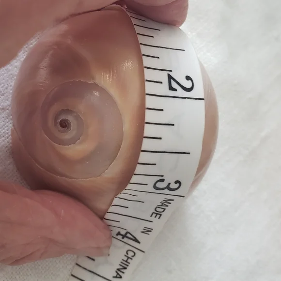 Shells And Barnicle East Coast Florida - Picture 9 of 10